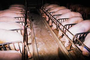 Pigs