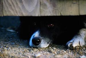 Dog Peeking Under Fence