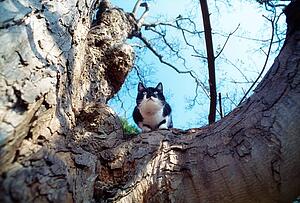 A Cat Sitting On Tree