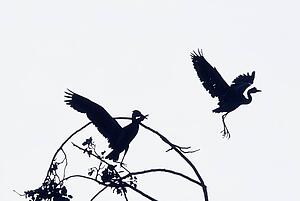 Herons In Flight