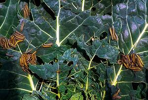 Cabbage Butterfly (Pieris Brassicae); Caterpillars That Become White Butterflies (Also Known As Cabbage Butterflies)