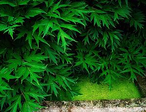 Peony Leaves And Small Pool