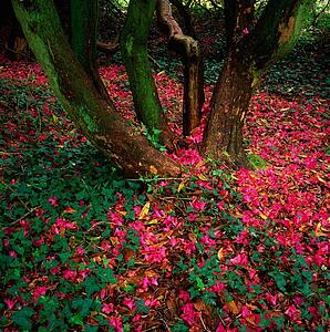 Flowers In Park Setting