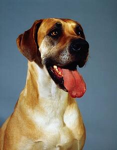 Great Dane