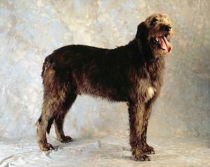 Irish Wolfhound