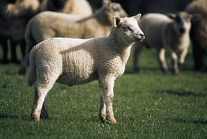 Livestock, Sheep