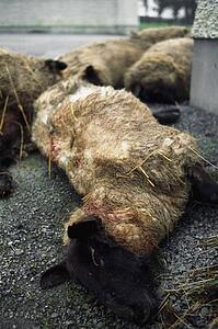 Livestock, Dead Sheep, Result Of Sheep Worrying