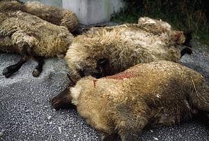 Livestock, Dead Sheep, Result Of Sheep Worrying