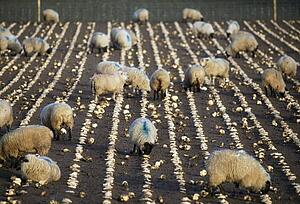 Sheep Feeding On Turnips