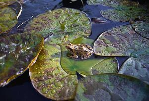 Ireland, Frog