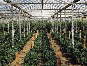 Agriculture - Greenhouses, Green Peppers,