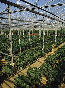 Agriculture - Greenhouses, Green Peppers,