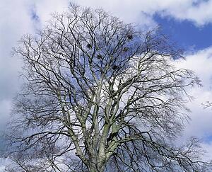 Irish Birds Rookery