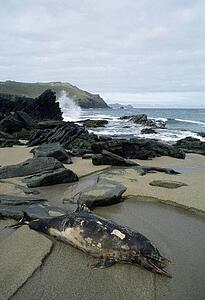 Dead Dolphin, Clogher Head Beach, Dingle Peninsula, County Kerry, Ireland