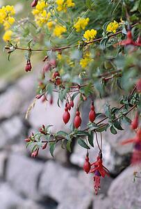 Fuchsia Plant, Dingle, County Kerry, Ireland