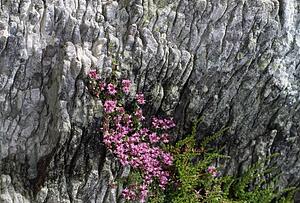 Heather Growing In Rock Face, County Kerry, Ireland