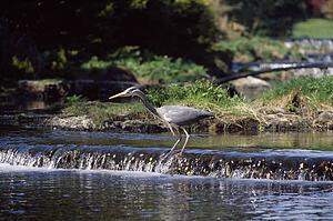 Grey Heron In Middle Of Stream, Ireland