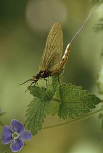 Close-Up Of Mayfly As Bait