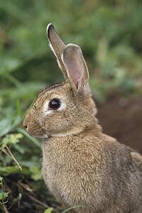 Hare, Ireland