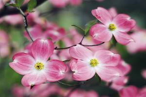 Pink Dogwood Blossoms
