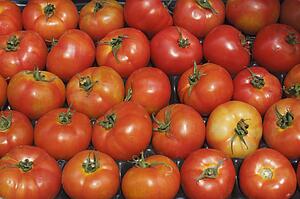 rows of tomatoes packed in a box; gibraltar