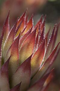 hen and chicks plant, calgary, alberta, canada
