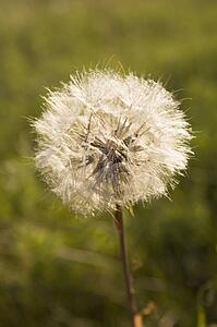 seeding dandelion; calgary, alberta, canada