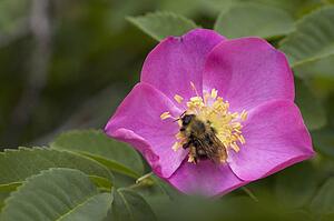 bee on a wild rose; calgary, alberta, canada