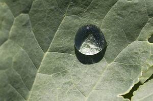 water drop on a canola leaf; alberta, canada