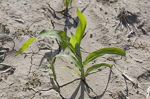 young corn plant; alberta, canada