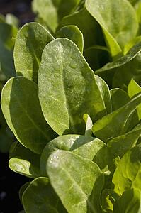 spinach leaves; calgary, alberta, canada