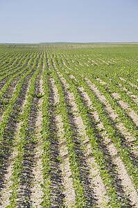 field of young potato plants in rows; alberta, canada