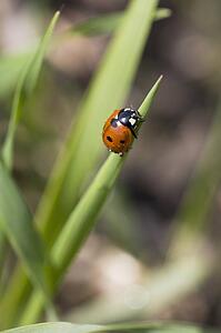 ladybug on a blade of barley; alberta, canada
