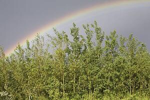 rainbow over a group of trees; calgary, alberta, canada
