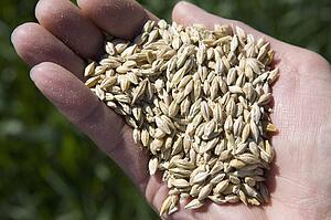 hand full of winter wheat; alberta, canada