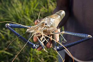 a hand holding a freshwater shrimp; manica, mozambique, africa