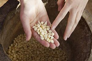 a handful of corn kernels; manica, mozambique, africa