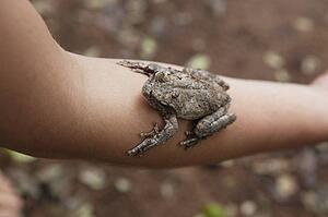 a frog sitting on a person's arm; manica, mozambique, africa