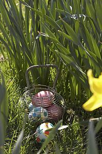 Easter Eggs Hidden In Daffodils For Egg Hunt