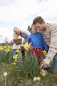 Family On Easter Egg Hunt In Daffodil Field
