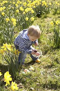Young Boy On Easter Egg Hunt In Daffodil Field