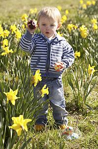 Young Boy On Easter Egg Hunt In Daffodil Field