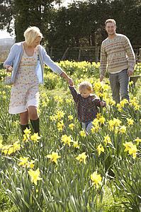 Young Family Walking Amongst Spring Daffodils