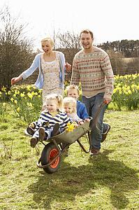 Father Giving Children Ride In Wheelbarrow Through Field Of Spring Daffodils