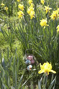 Easter Eggs Hidden For Hunt In Daffodil Field