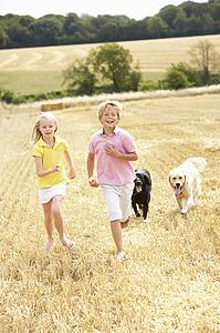 Children With Dogs Running Through Summer Harvested Field
