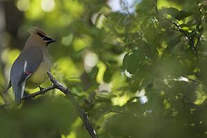 Cedar Waxwing (Bombycilla Cedrorum) On A Tree Branch; Calgary, Alberta, Canada