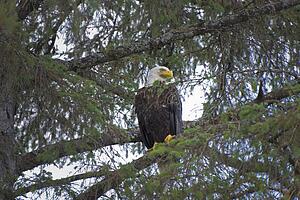 Bald Eagle (Haliaeetus Leucocephalus) Perched On A Branch; Campbell River, British Columbia, Canada