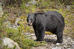American Black Bear (Ursus Americanus); Alberta, Canada