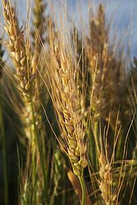 A Wheat Head In A Field At Sunrise; Alberta, Canada